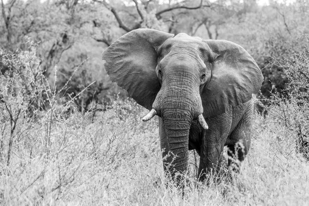 Éléphant, notre moteur de site web et de réseaux sociaux